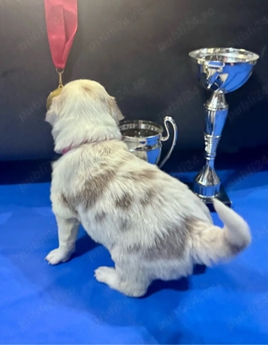 Fetita Border Collie cu Pedigree - imagine 4