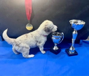 Fetita Border Collie cu Pedigree - imagine 5