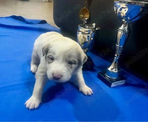 Fetita Border Collie cu Pedigree - imagine 2