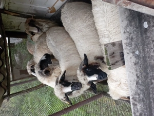 Oi tinere de vanzare - imagine 2