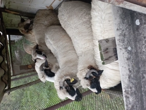 Oi tinere de vanzare