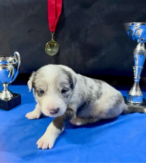 Baietel Border Collie cu Pedigree - imagine 5