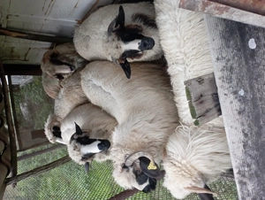 Oi tinere de vanzare - imagine 3