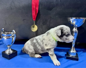 Baietel Border Collie cu Pedigree - imagine 3