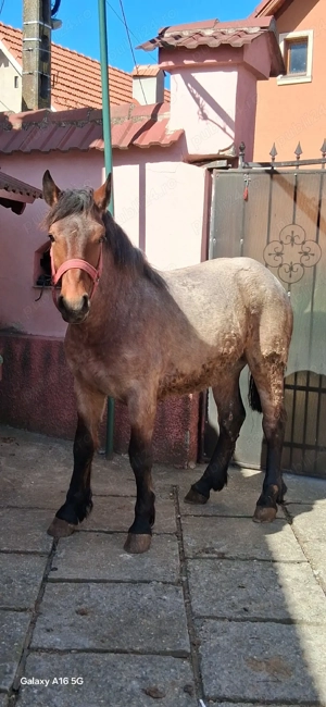 vand armasar de 8 luni 