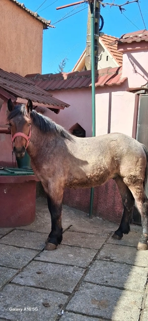 vand armasar de 8 luni  - imagine 4