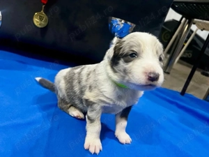 Baietel Border Collie cu Pedigree - imagine 2