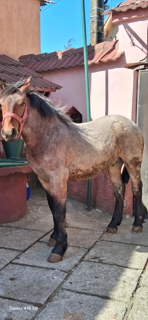 vand armasar de 8 luni  - imagine 3