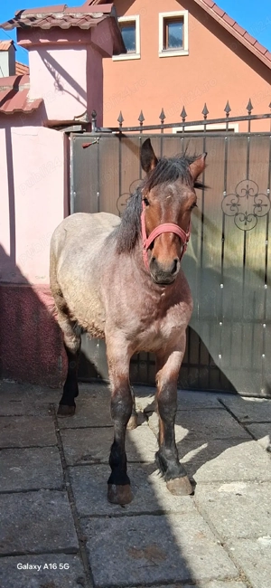 vand armasar de 8 luni  - imagine 2