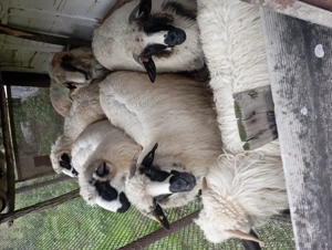 Oi tinere de vanzare - imagine 4