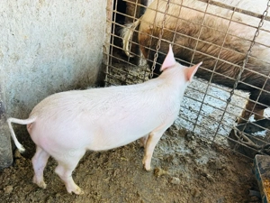 vand purcea de 45 50 kg  - imagine 4