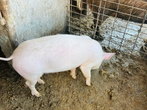 vand purcea de 45 50 kg  - imagine 3