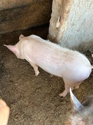 vand purcea de 45 50 kg  - imagine 5