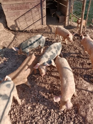 vând purcei.  - imagine 3