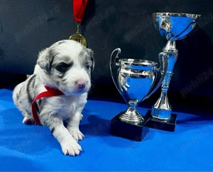Border Collie cu Pedigree