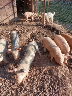 vând purcei.  - imagine 2