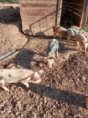 vând purcei.  - imagine 5