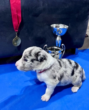 Border Collie cu Pedigree - imagine 5