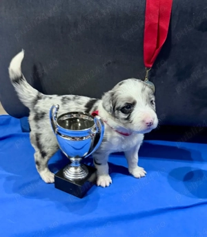 Border Collie cu Pedigree - imagine 4
