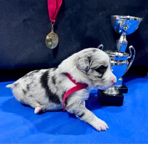 Border Collie cu Pedigree - imagine 3