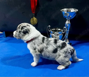 Border Collie cu Pedigree - imagine 2