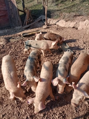 vând purcei.  - imagine 4