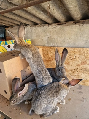 Iepuri urias german  - imagine 5