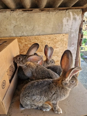 Iepuri urias german  - imagine 4