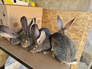 Iepuri urias german  - imagine 2