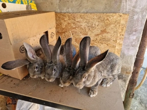 Iepuri urias german  - imagine 3