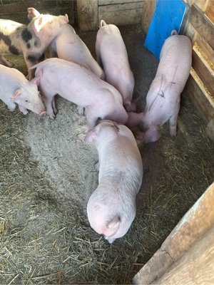 Vand purcei 6 saptamani  - imagine 5