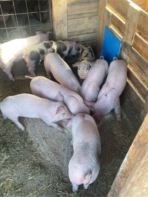 Vand purcei 6 saptamani  - imagine 3