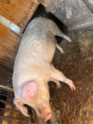 Vand vitel , porc crescut la tara  - imagine 4