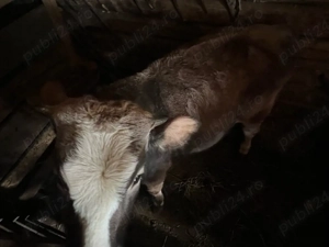 Vand vitel , porc crescut la tara  - imagine 2