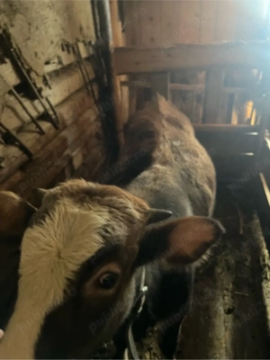 Vand vitel , porc crescut la tara  - imagine 3