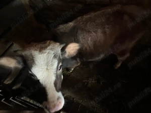 Vand vitel , porc crescut la tara 