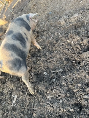 vand porci  - imagine 3