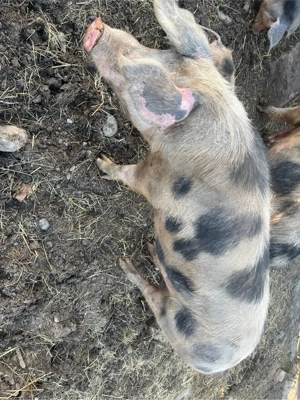 vand porci  - imagine 2