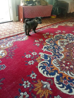 de intors oile - imagine 2