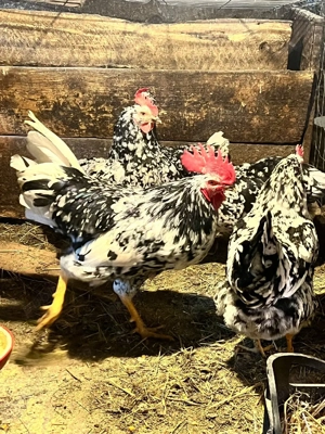 vand familie pinta pinta  - imagine 2