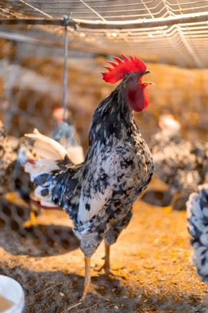 vand familie pinta pinta  - imagine 4