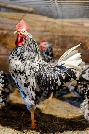 vand familie pinta pinta  - imagine 3