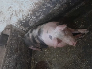 Vând porc crescut și hrănit natural. Are peste 200 kg. Preț 15 lei kg. - imagine 2