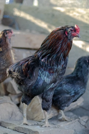 vand familie aruncana  - imagine 2