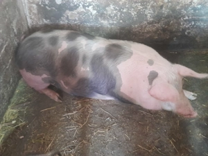 Vând porc crescut și hrănit natural. Are peste 200 kg. Preț 15 lei kg. - imagine 3