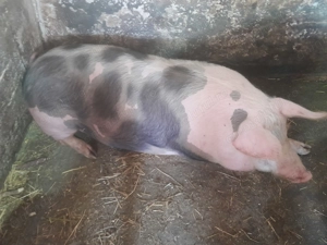 Vând porc crescut și hrănit natural. Are peste 200 kg. Preț 18 lei kg.