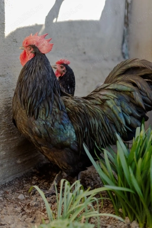 vand familie australop  - imagine 4