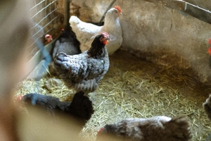 vand familie australop 