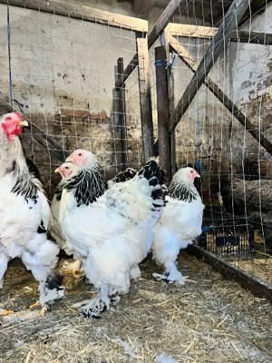 vand familie brahma HD si albastru  - imagine 2