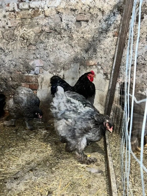 vand familie brahma HD si albastru  - imagine 4